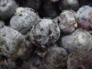 Botrytis on blueberries
