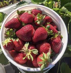 A gallon basket of ripe strawberries.
