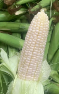 A shucked white sweet corn.