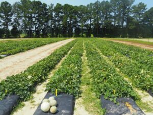 Cover photo for 2021 Orange Flesh and Specialty Melon Cultigen Evaluations Are Now Available