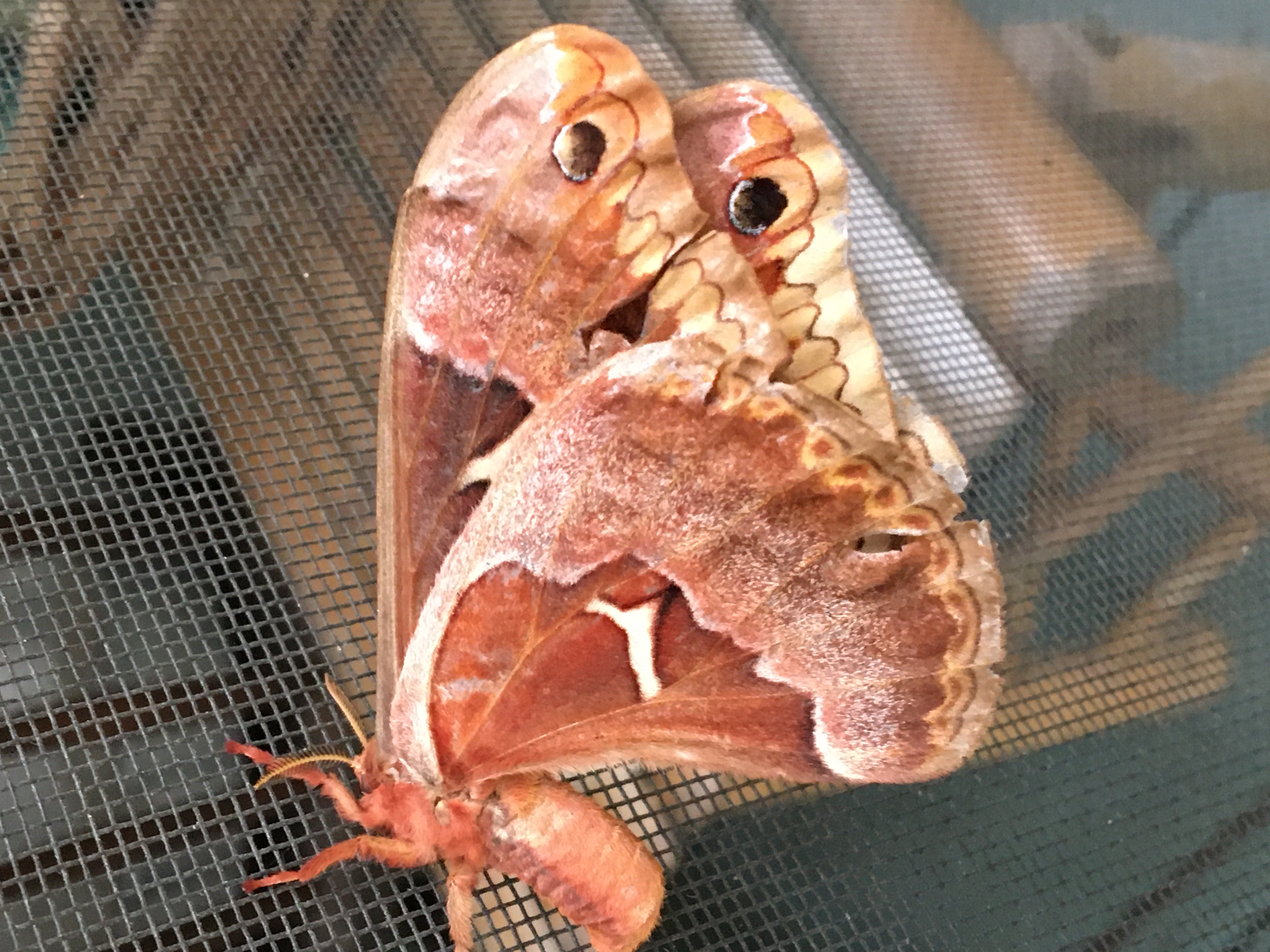 Polyphemus moth on screen