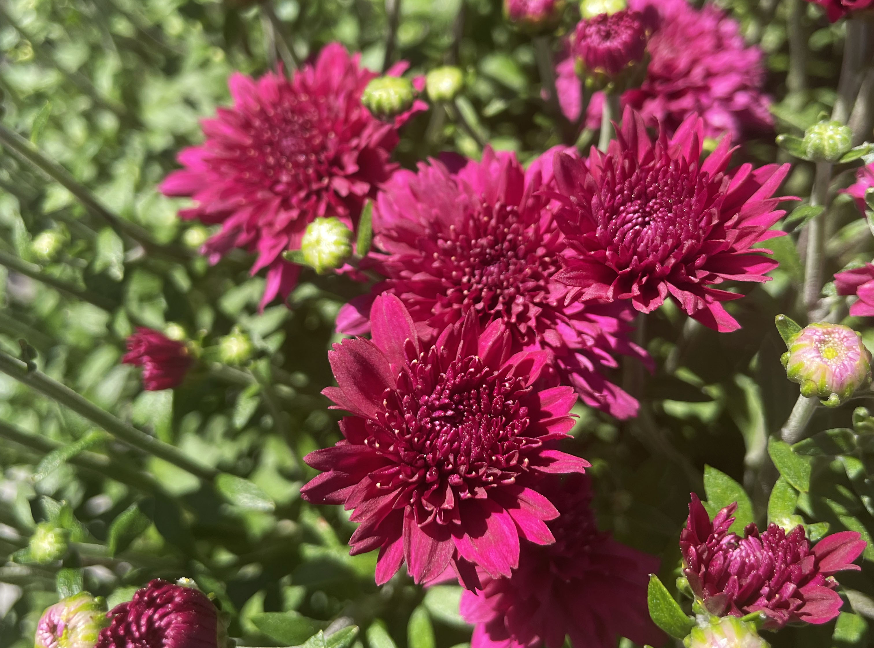 Pink mums in bloom.