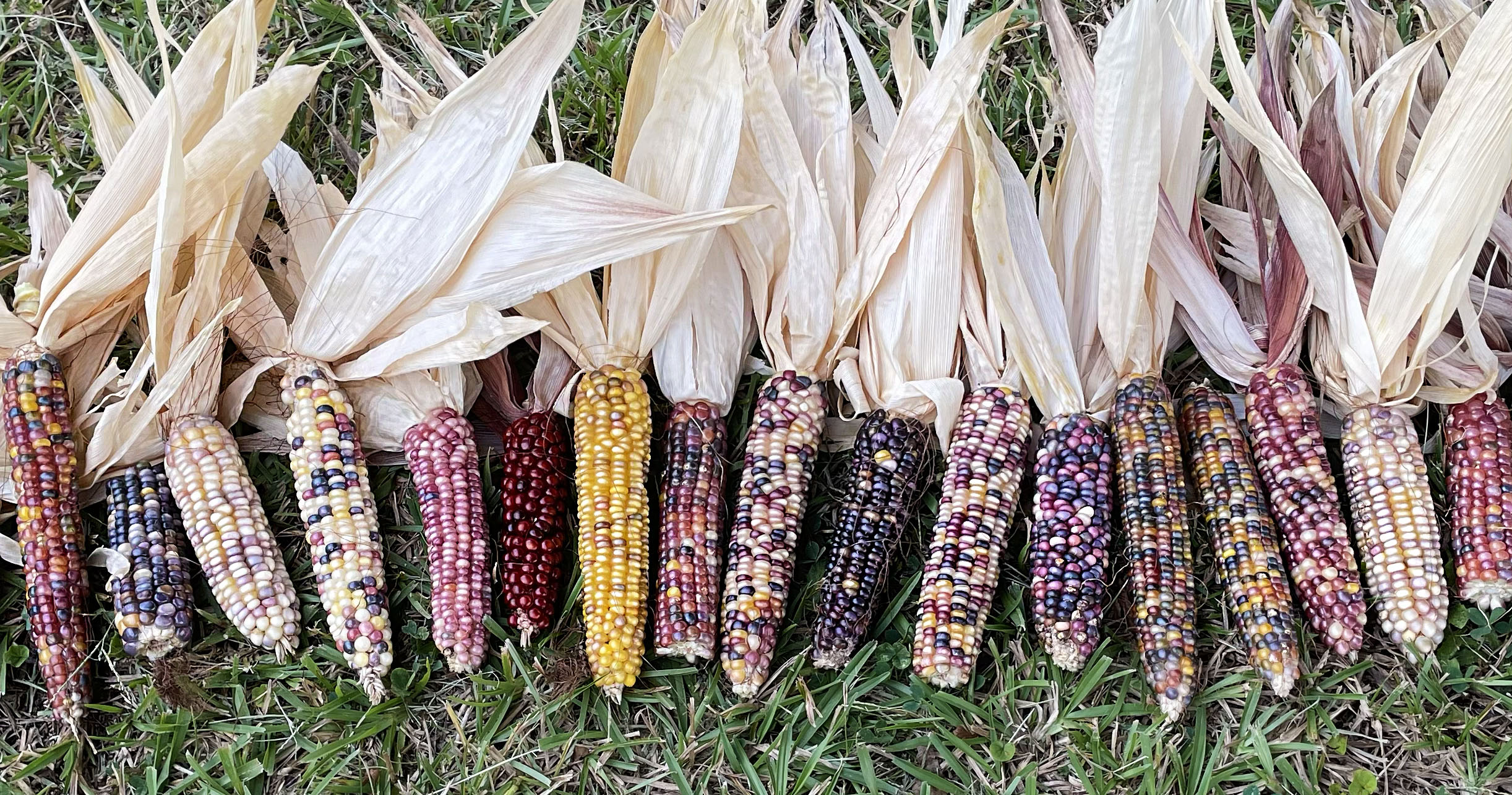 Corn Seeds - Popcorn - Rainbow Jewel