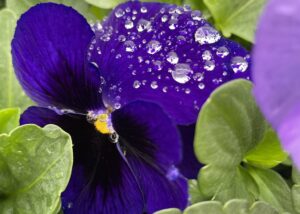 Pansy with water drops