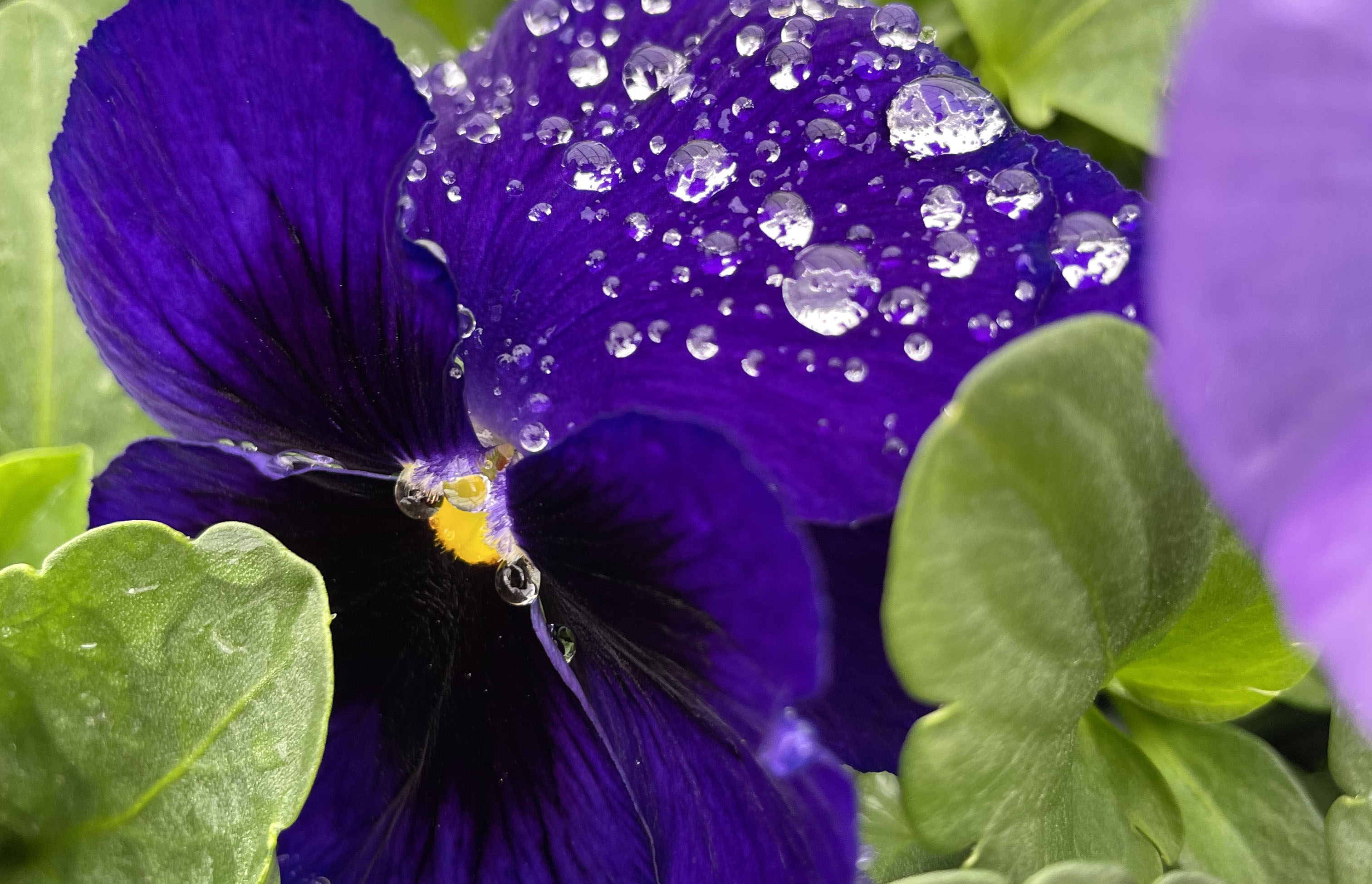 Pansy with water droplets