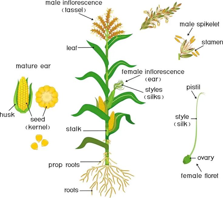 Diagram of corn plant