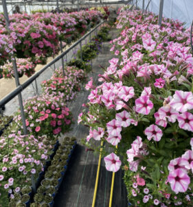 Petunias in a greenhouse