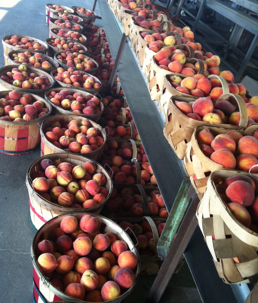 a-brief-history-of-sandhills-peaches-n-c-cooperative-extension