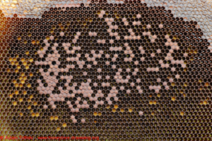 Cover photo for What Should I Be Doing in My Apiary This Month? September