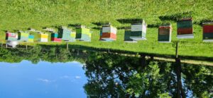 Cover photo for What Should I Be Doing in My Apiary This Month? November