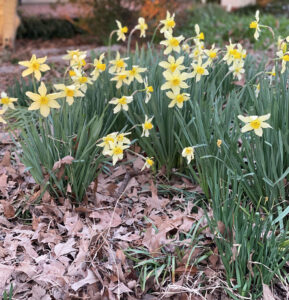 Daffodils