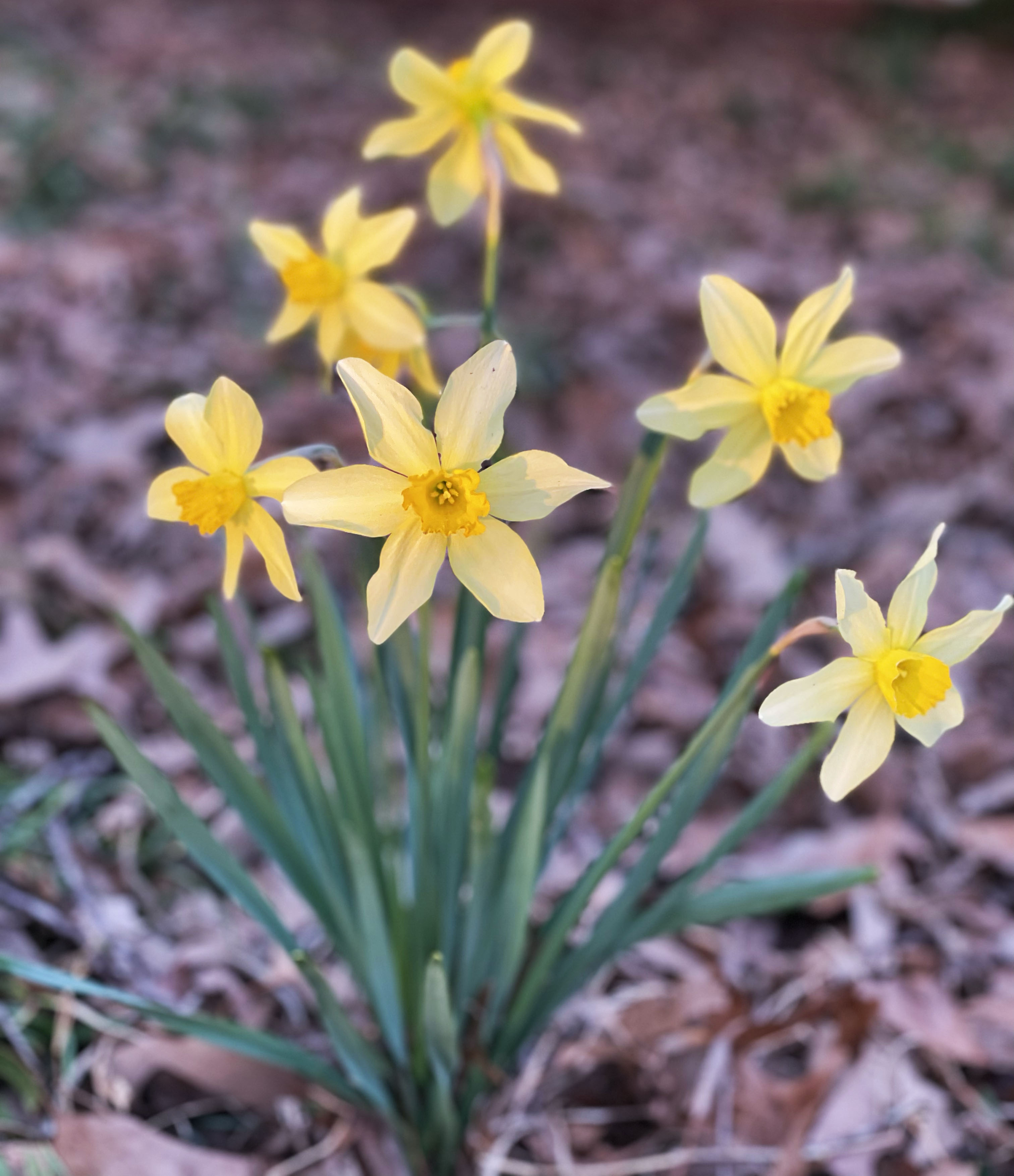 Single Blooming Daffodils