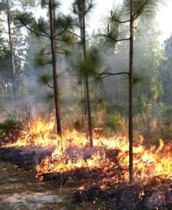 Prescribed fire in longleaf pine