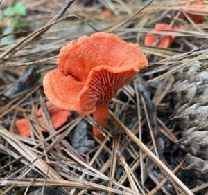 Cover photo for Mushrooms in Your Yard: Friend or Foe