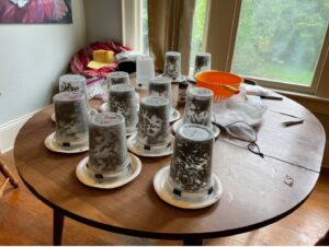 Cover photo for Monitoring for Varroa Mites: More Information is Better