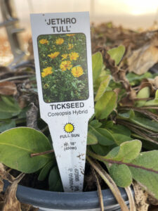 Plant tag for 'Jethro tull' coreopsis.